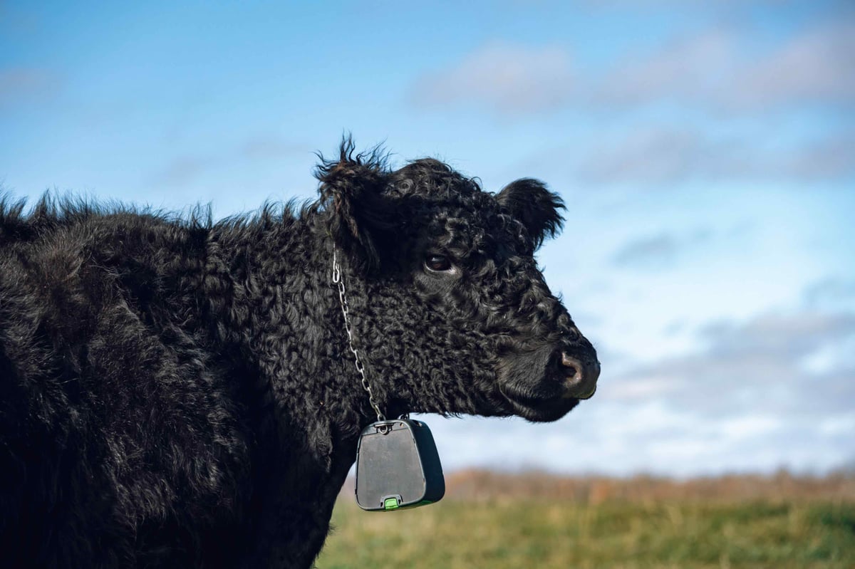 nofence_winona_cow